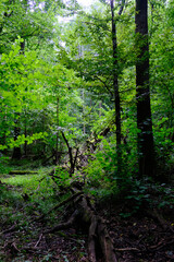 Late summer rich deciduous stand with old trees and lush foliage