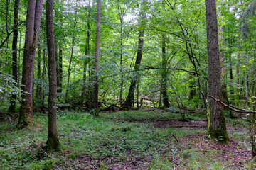 Fototapeta premium Late summer rich deciduous stand with old trees and lush foliage