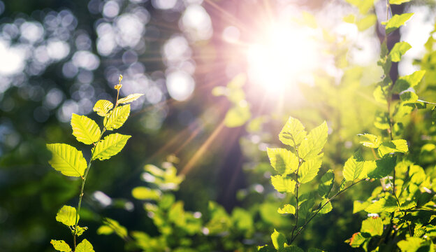 Young bright green hornbeam leaves with the first rays of spring sunshine piercing through the tree branches, a symbol of new life and the awakening of nature