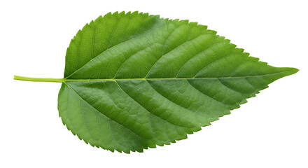 Fototapeta premium Single green leaf black background