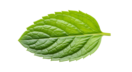 Single green mint leaf black background