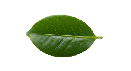 Obraz premium Single green tea leaf black background