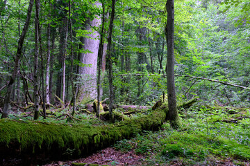 Late summer rich deciduous stand with old trees and lush foliage