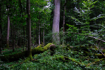 Obraz premium Late summer rich deciduous stand with old trees and lush foliage