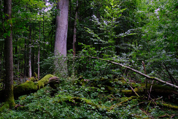 Fototapeta premium Late summer rich deciduous stand with old trees and lush foliage
