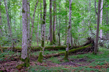 Late summer rich deciduous stand with old trees and lush foliage