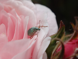 Green immigrant leaf weevil (Polydrusus formosus, Polydrusus splendidus) sitting in a pink rose