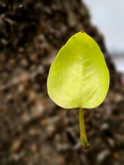 leaf on the ground