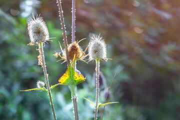 Dry flower heads of Wild Teasel (Dipsacus fullonum) on blurred background