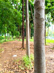 Fototapeta premium trees in the park