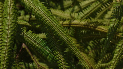 green fern leaves
