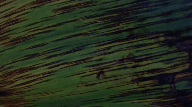 Dark Veined Green Abstract Texture: Organic Natural Pattern
