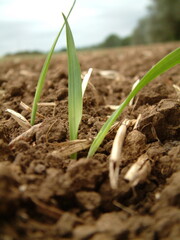 Crop growing in the soil