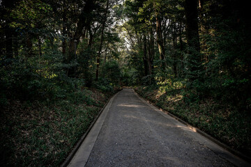 Fototapeta premium 明治神宮の静かな森を歩く、心癒される参道の風景