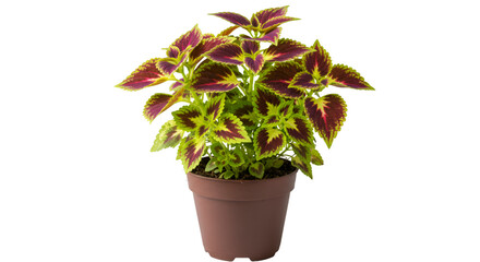 Vibrant coleus houseplant potted plant