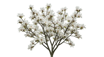 White magnolia tree blossoms