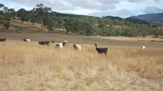 livestock in a meadow, sustainable carbon neutral farming being practiced. regenerative raised cows in a field. agricultural technology innovation.	
