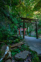  深澤銭洗弁財天の森に佇む鳥居と参道