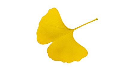 Naklejka premium Yellow ginkgo leaf black background