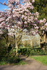 blooming magnolia tree in the park © Elina