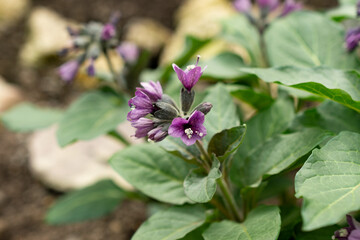 Obraz premium Physochlaina Macrophylla plant in Saint Gallen in Switzerland 21.3.2025
