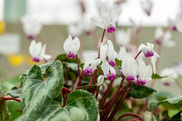 Cyclamen Persicum plant in Saint Gallen in Switzerland 21.3.2025