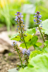 Synthyris Stellata plant in Saint Gallen in Switzerland 21.3.2025