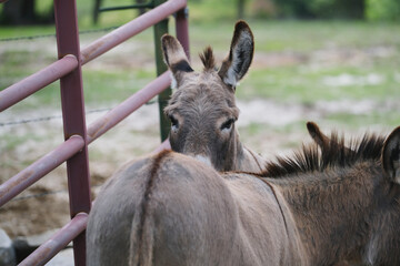 Fototapeta premium Cute mini donkeys on farm at gate closeup