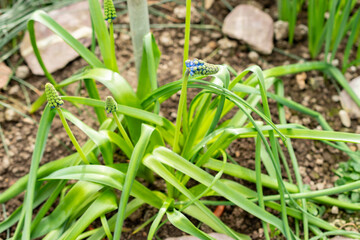 Bellevalia Dubia plant in Saint Gallen in Switzerland 21.3.2025