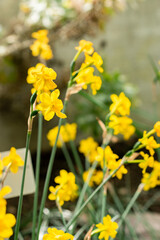 Narcissus Fernandesii plant in Saint Gallen in Switzerland 21.3.2025