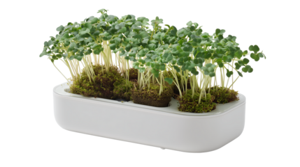 Indoor herb garden container with fresh microgreens growing in a modern setup on a bright surface