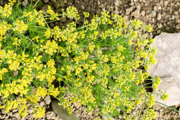 Draba Hispanica plant in Saint Gallen in Switzerland 21.3.2025