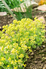 Draba Hispanica plant in Saint Gallen in Switzerland 21.3.2025