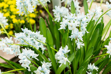 Lebanon squill or Puschkinia Scilloides plant in Saint Gallen in Switzerland 21.3.2025