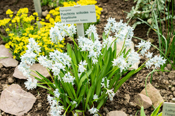 Lebanon squill or Puschkinia Scilloides plant in Saint Gallen in Switzerland 21.3.2025