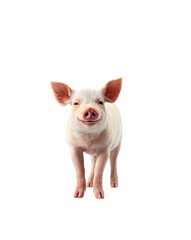 Farm pig isolated on transparent background for agricultural, educational, and food-related visuals