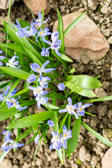 Bossiers glory of the snow or Chionodoxa Luciliae plant in Saint Gallen in Switzerland 21.3.2025