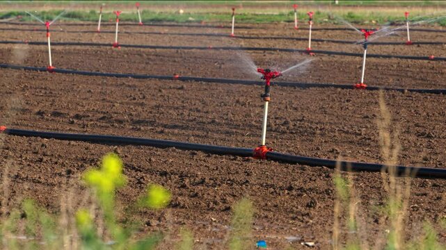 Automatic Sprinkler irrigation system watering in the vegetable farm. Selective focus and motion blur