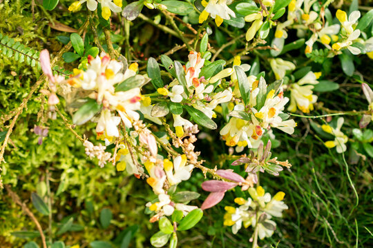 Shrubby milkwort or Polygala Chamaebuxus plant in Saint Gallen in Switzerland 21.3.2025