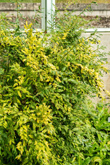 Sweet box or Sarcococca Confusa plant in Saint Gallen in Switzerland 21.3.2025