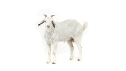 Fototapeta premium Goat standing isolated on white