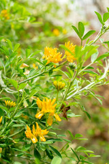 Medicago Strasseri plant in Saint Gallen in Switzerland 21.3.2025