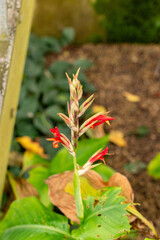 African arrowroot or Canna Edulis plant in Saint Gallen in Switzerland 21.3.2025