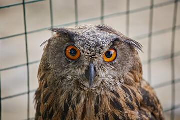 Close-up portrait of an owl against the background of a cage