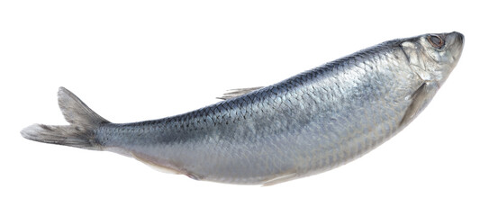 One whole delicious herring isolated on white