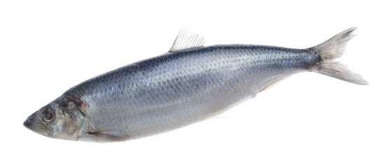 One whole delicious herring isolated on white