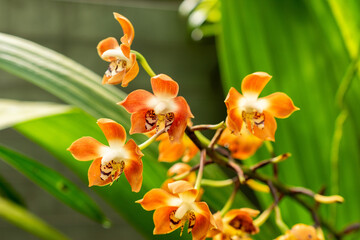 Neomoorea Wallisii plant in Saint Gallen in Switzerland 21.3.2025