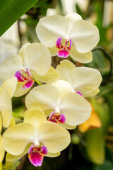 Orchid flowers in Saint Gallen in Switzerland 21.3.2025