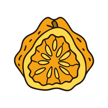 ugli fruit icon, ugli fruit vector illustration-simple illustration of ugli fruit, perfect for ugli fruit logos and icons
