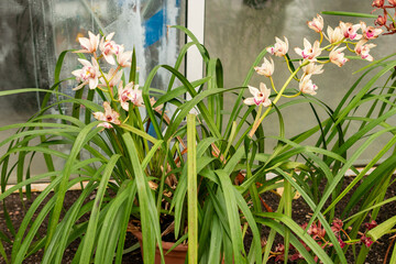 Cymbidium flowers in Saint Gallen in Switzerland 21.3.2025
